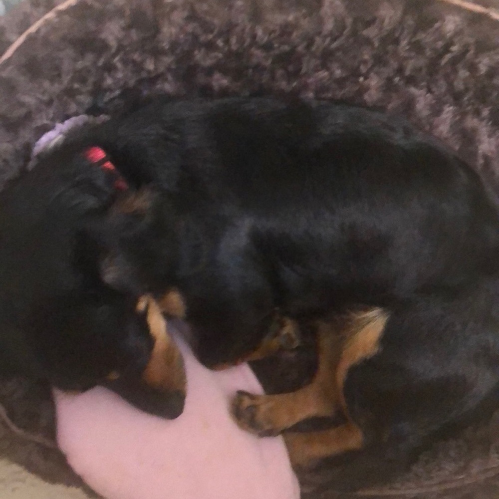 Meet your Posher, Brandy